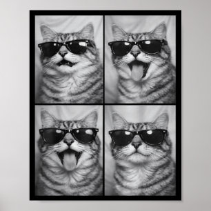 Poster Chats mignons avec des lunettes de soleil Photo d'