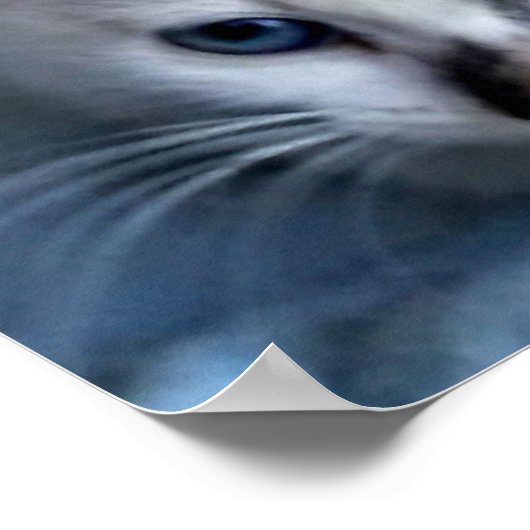 Poster Chats Relaxants (Coin)