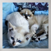 Poster Chats Relaxants (Devant)