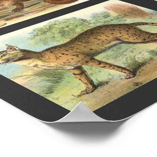 Poster Chats sauvages (Coin)