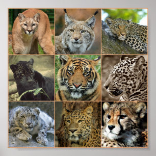 Poster Chats sauvages
