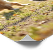 Poster Chats Tai Chi (Coin)