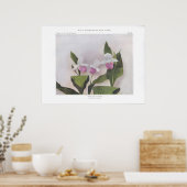 Poster Chaussure à lèvres - Cypripedium reginae (Cuisine)