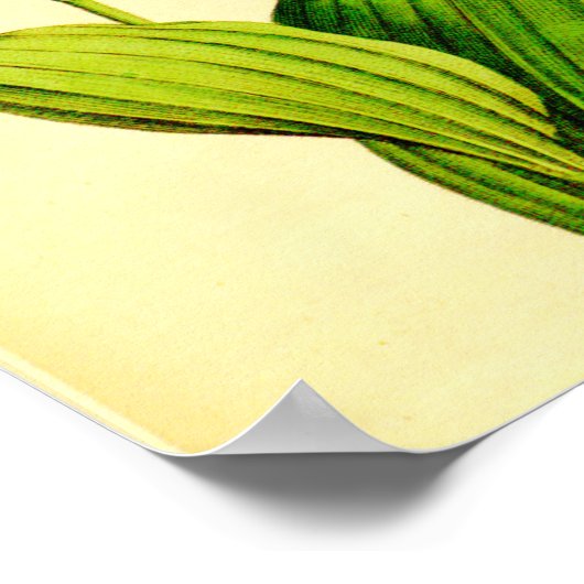 Poster Chaussure Lady blanche et rose (Coin)