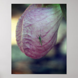 Poster Chaussure Lady Rose Avec Insecte Verte Visite