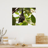 Poster Chauve-souris à fruits enveloppée (Cuisine)