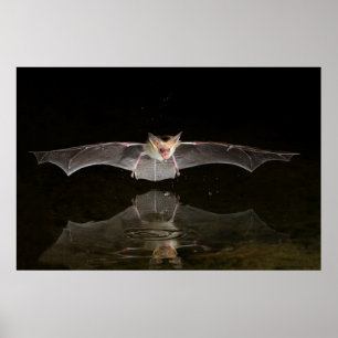 Poster Chauve-souris buvant en vol, Arizona