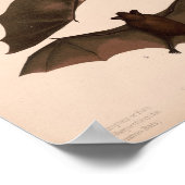 Poster Chauve-souris rouge, Petite chauve-souris Brown |  (Coin)