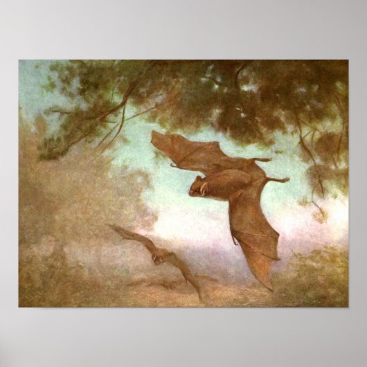 Poster Chauves-souris Vampire par CE Swan, Animaux sauvag (Devant)