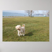 Poster chaz1 (Devant)