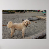 Poster chaz4 (Devant)