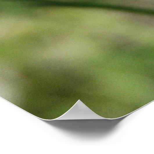 Poster Checkerspot argenté (Coin)