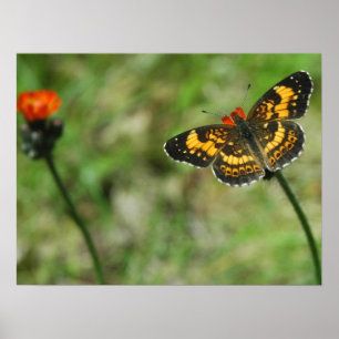 Poster Checkerspot argenté