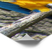 Poster Cheeky Bird (Coin)