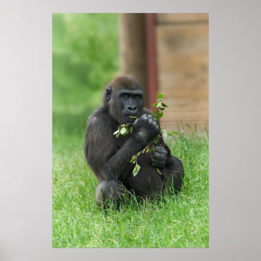 Poster Cheeky Gorilla Lope (Devant)