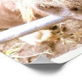 Poster Cheeky Pony (Coin)