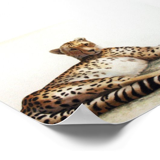 Poster Cheetah (Coin)