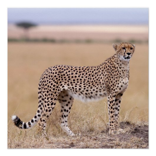 Poster Cheetah (Devant)