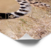 Poster Cheetah (Coin)