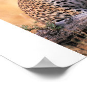 Poster Cheetah (Coin)