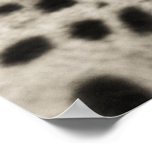 Poster Cheetah (Coin)