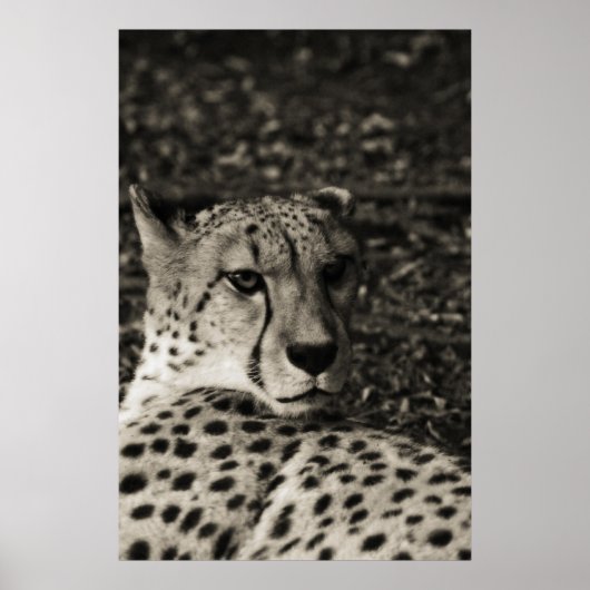 Poster Cheetah (Devant)