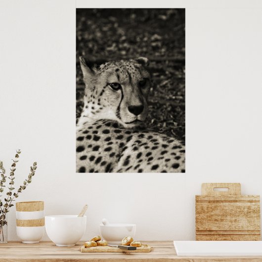 Poster Cheetah (Cuisine)