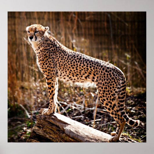 Poster Cheetah (Devant)