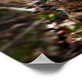 Poster Cheetah (Coin)