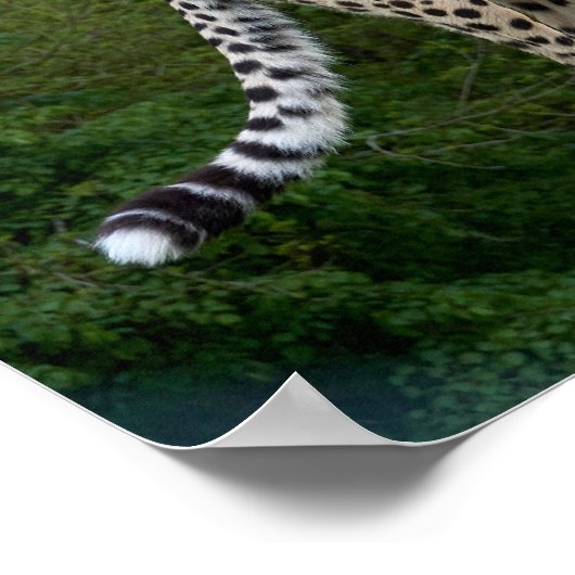 Poster Cheetah (Coin)