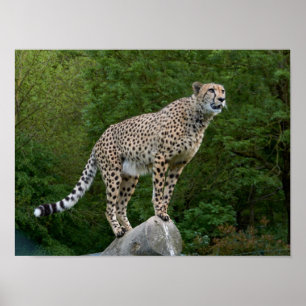 Poster Cheetah