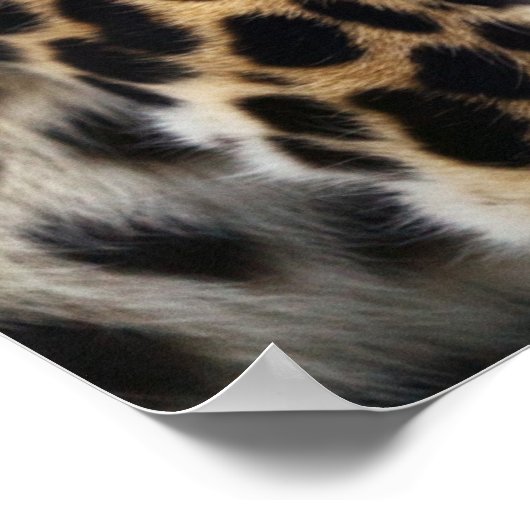 Poster Cheetah (Coin)