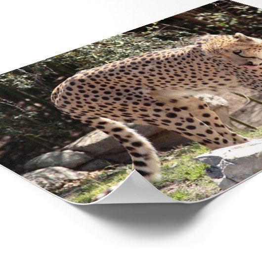 Poster Cheetah3 (Coin)