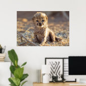 Poster Cheetah 19 jours bébé mâle (Bureau à domicile)