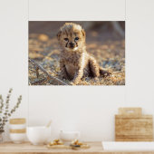 Poster Cheetah 19 jours bébé mâle (Cuisine)