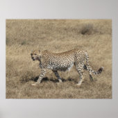 Poster Cheetah 20x15" (Devant)