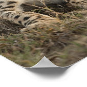 Poster Cheetah, Acinonyx jubatus, petit ponte (Coin)