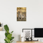 Poster Cheetah, Acinonyx jubatus, petit ponte (Bureau à domicile)