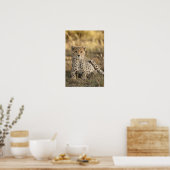 Poster Cheetah, Acinonyx jubatus, petit ponte (Cuisine)