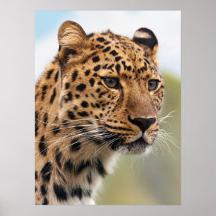 Poster Cheetah adulte shaggy dans la nature