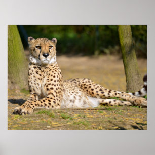 Poster Cheetah africain allongé sur terre