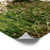 Poster Cheetah africain marchant sur l'herbe (Coin)