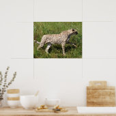 Poster Cheetah africain marchant sur l'herbe (Cuisine)