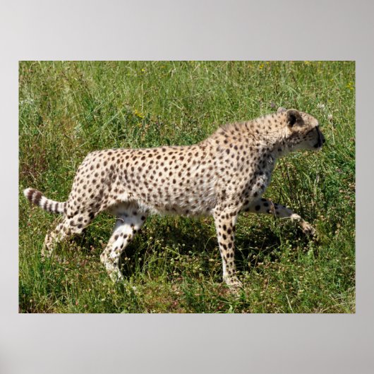 Poster Cheetah africain marchant sur l'herbe (Devant)