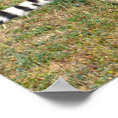 Poster Cheetah africain marchant sur l'herbe (Coin)