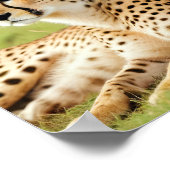 Poster Cheetah Animal Nature Faune Affection Soin (Coin)