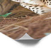 Poster Cheetah Animal Nature Faune Affection Soin (Coin)