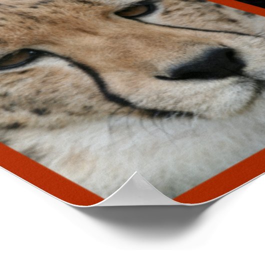 Poster Cheetah-Collage 001 (Coin)