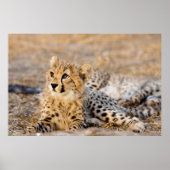 Poster Cheetah Cub (Devant)