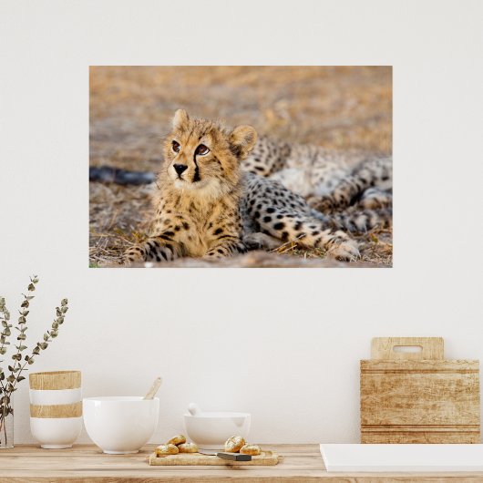 Poster Cheetah Cub (Cuisine)